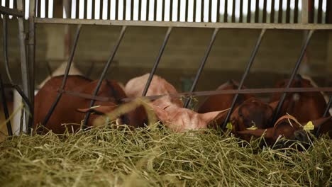 goats on farm eating hay inside