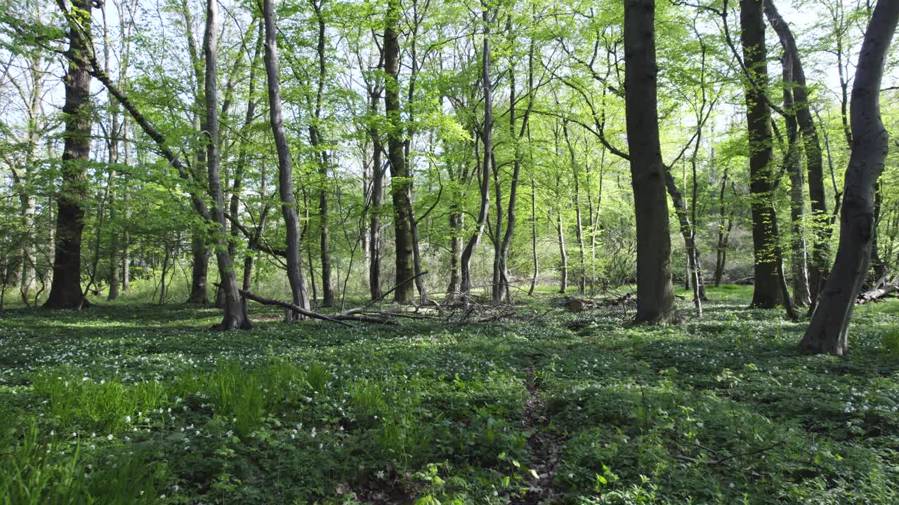 Alberi rigogliosi in una foresta verde in una mattinata soleggiata, movimento all'indietro.