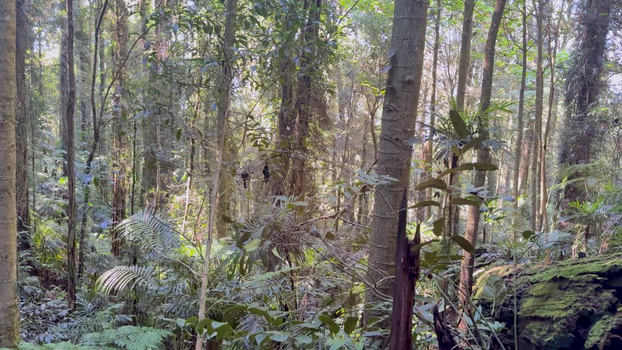 Camera slowly pans across dense, sunlit rainforest with ferns, moss, and towering trees