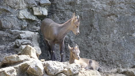 Cute-Alpine-Ibex-Family-resting-in-sunlight-in-front-of-rocky-cliff-face,close-up