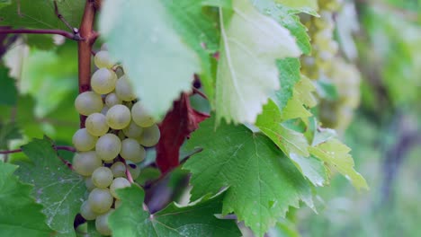 uvas blancas maduras colgando de la rama de vid