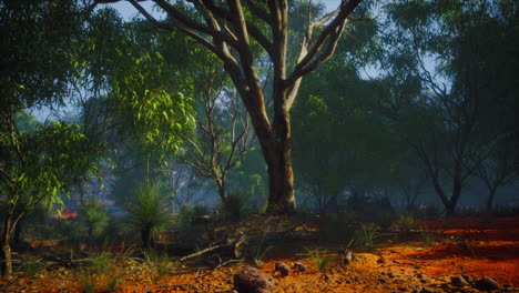 Puesta-De-Sol-En-La-Selva-Australiana