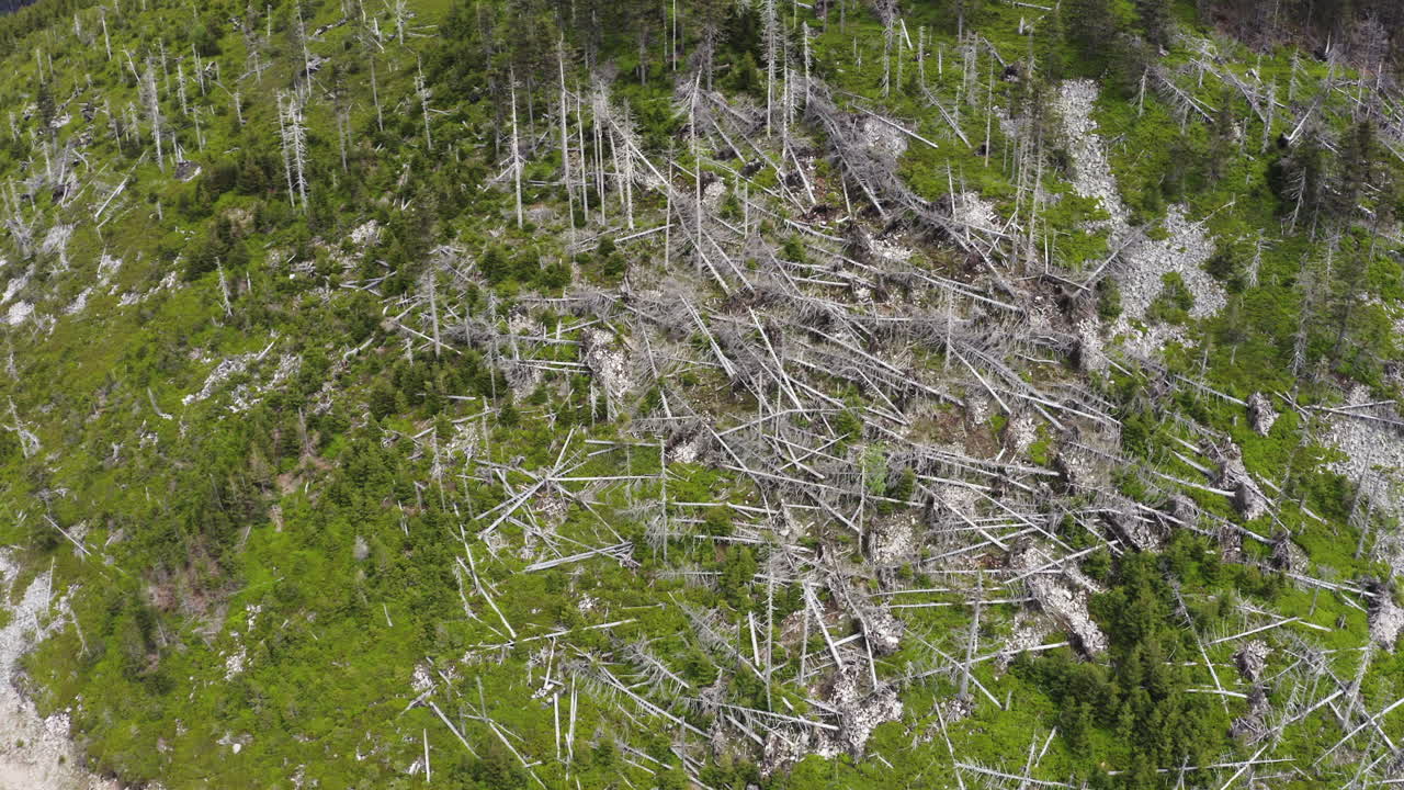 Felled forest after hurricane in mountains of Moravia, drone shot