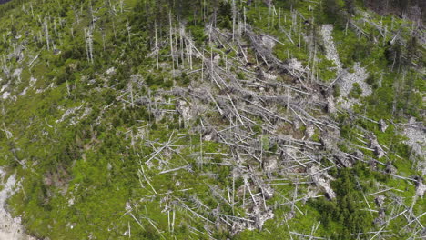 Felled-forest-after-hurricane-in-mountains-of-Moravia,-drone-shot