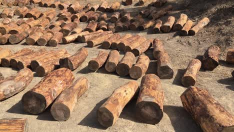 pilas de troncos de árboles en la naturaleza
