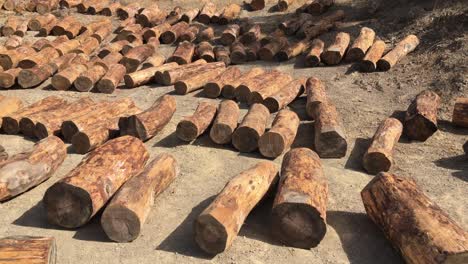 stacks of tree log in nature