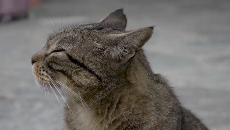 A-sitting-cat-is-stroked-and-petted-in-front-of-the-camera