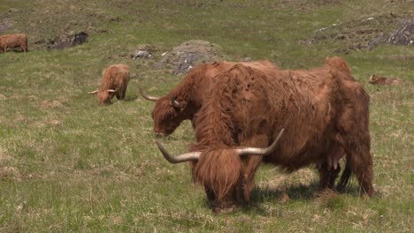 highland cows grazing together in highland glen, scotland