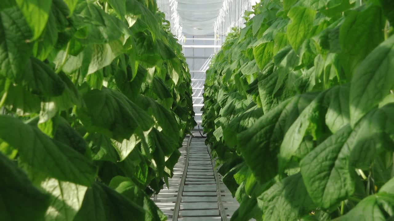 Rows of healthy cucumber plants with large green leaves thrive in a controlled greenhouse environment under diffused natural light, supported by vertical strings.