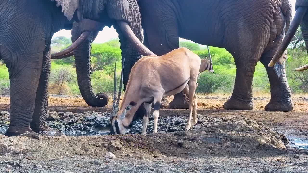 A Gemsbok Oryx drinks at a muddy watering hole, surrounded by African elephants
