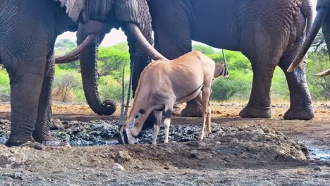 A Gemsbok Oryx drinks at a muddy watering hole, surrounded by African elephants