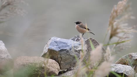 The-beautiful-Siberian-stonechat-on-Rock