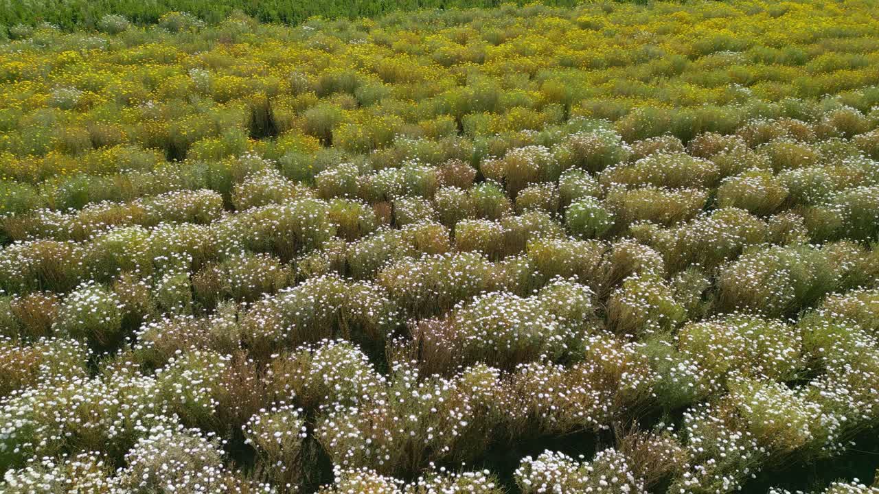Drone tilting down from a rural farmhouse before rising into a top-down view above dense yellow and white marigold flowering crop rows in farmland in Nashik, Maharashtra, India