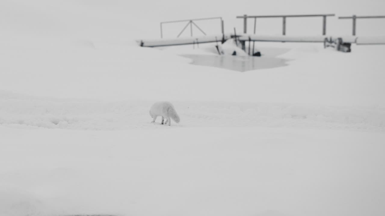 Curious Arctic fox on Katla glacier in Iceland. It sneaks, and explores in the snow