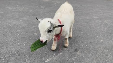 baby goat eating grass on the road