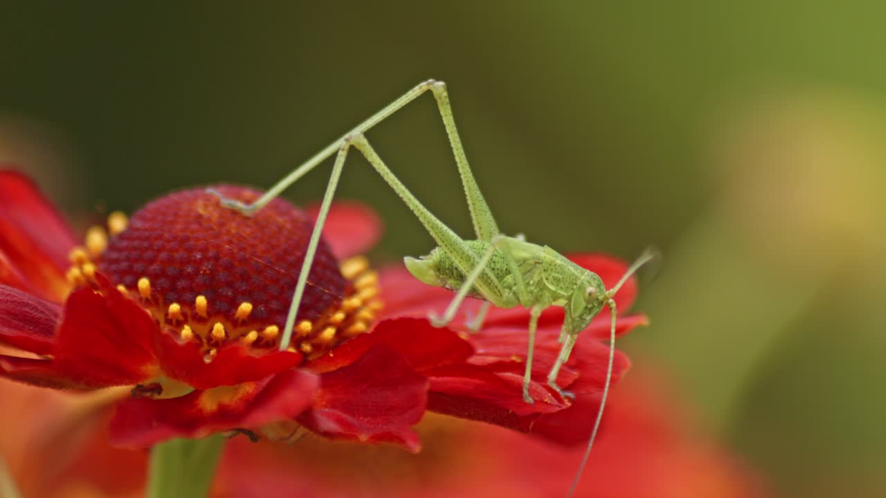 макро снимок зеленого скакуна, сидящего на красном цветке