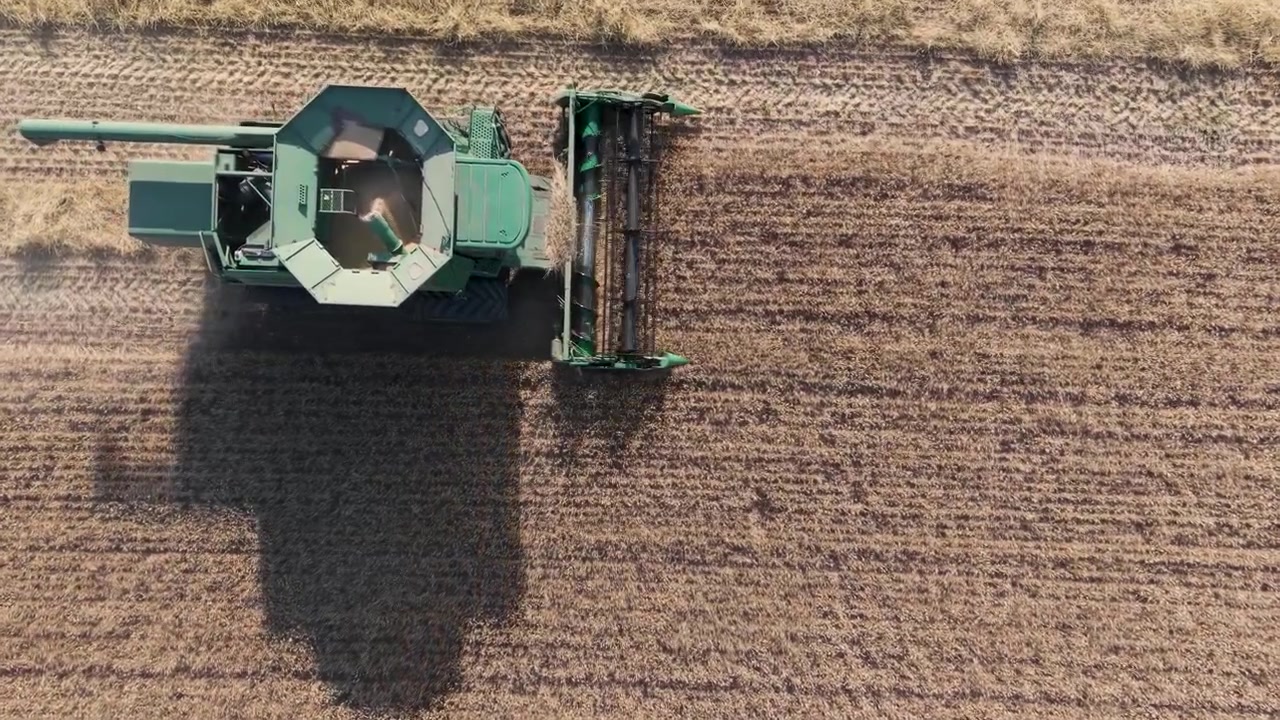 Un agricoltore nel Wisconsin nord-orientale taglia e raccoglie grano invernale usando una mietitrebbia