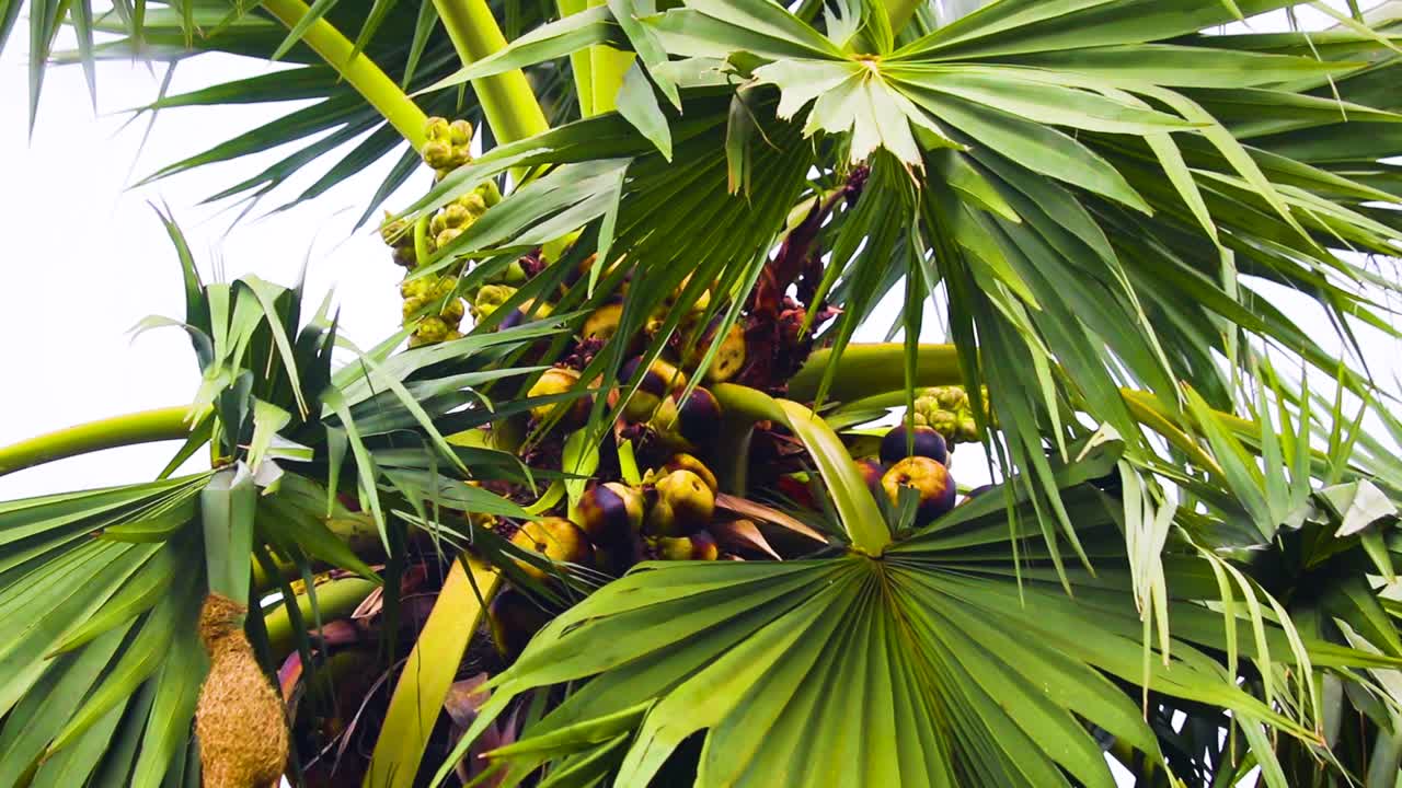 palmera asiática de palmira con frutos maduros todavía disparados