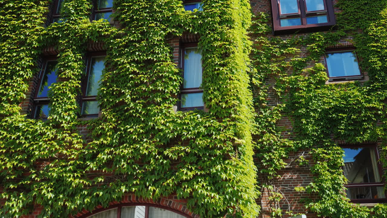 벽돌 건물의 창문은 도시의 담쟁이덩굴로 덮여 있었다