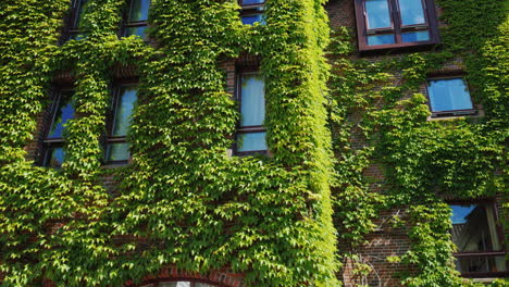 The-Windows-Of-The-Brick-Building-Were-Covered-With-Ivy-Greens-In-The-City