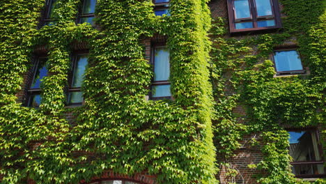 the windows of the brick building were covered with ivy greens in the city