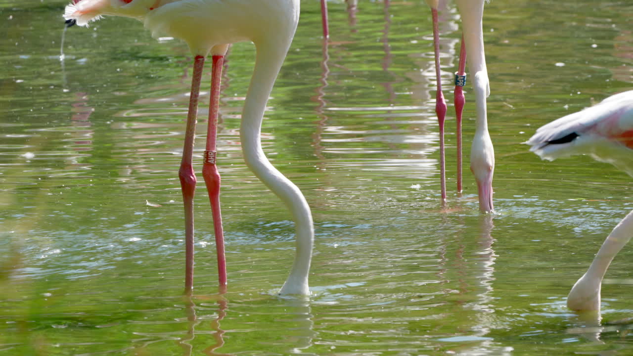 닫기:연못에서 냉각되는 플라밍고의 분홍색 긴 다리와 음식을 잡기 위해 물속으로 잠수하는 머리