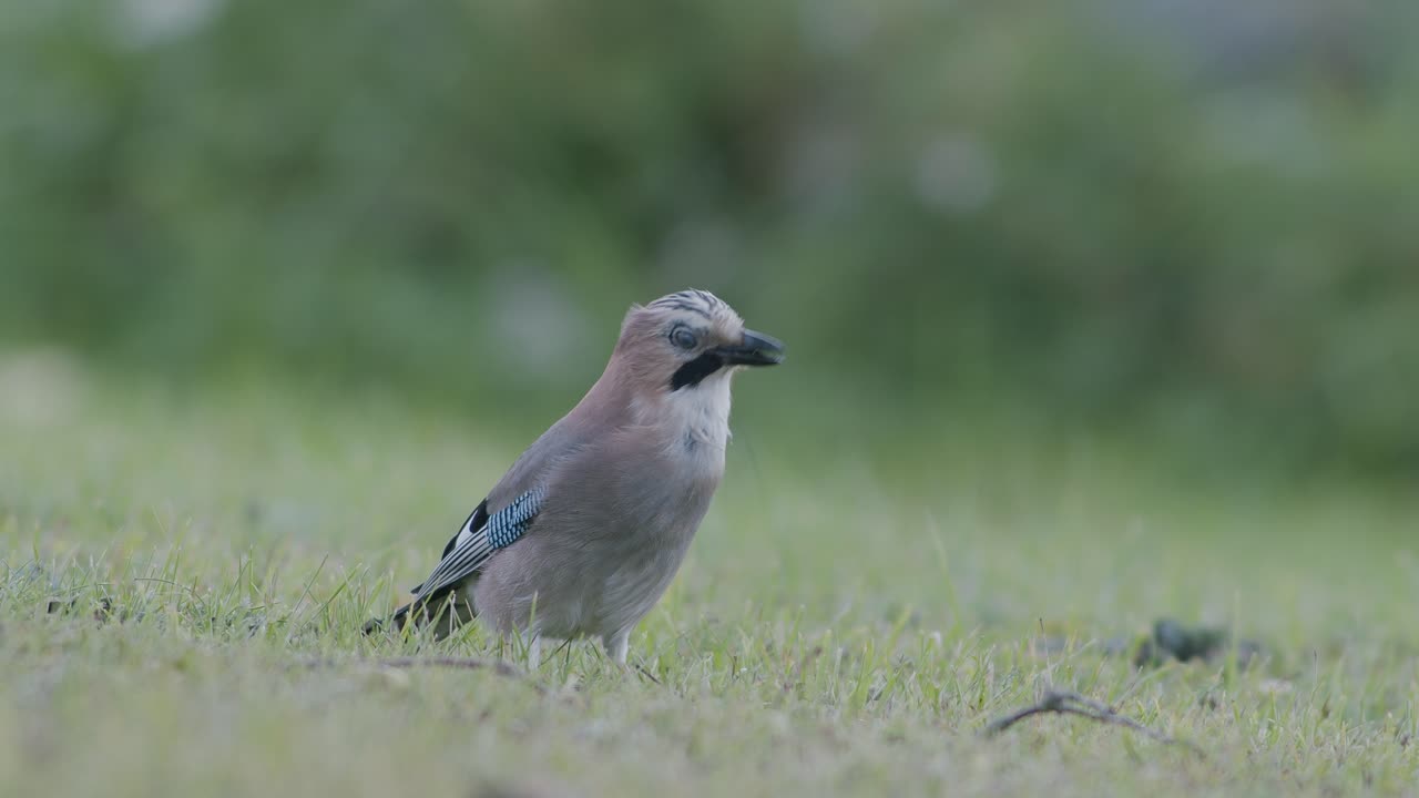 arrendajo euroasiático recogiendo bellotas para el invierno y se las traga