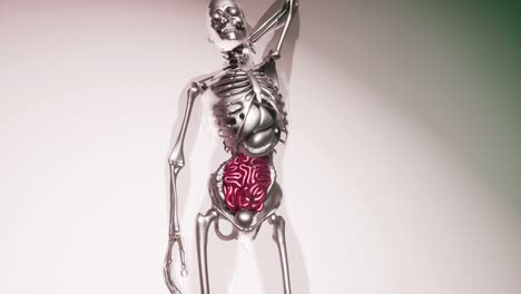 modelo de intestino humano con todos los órganos y huesos