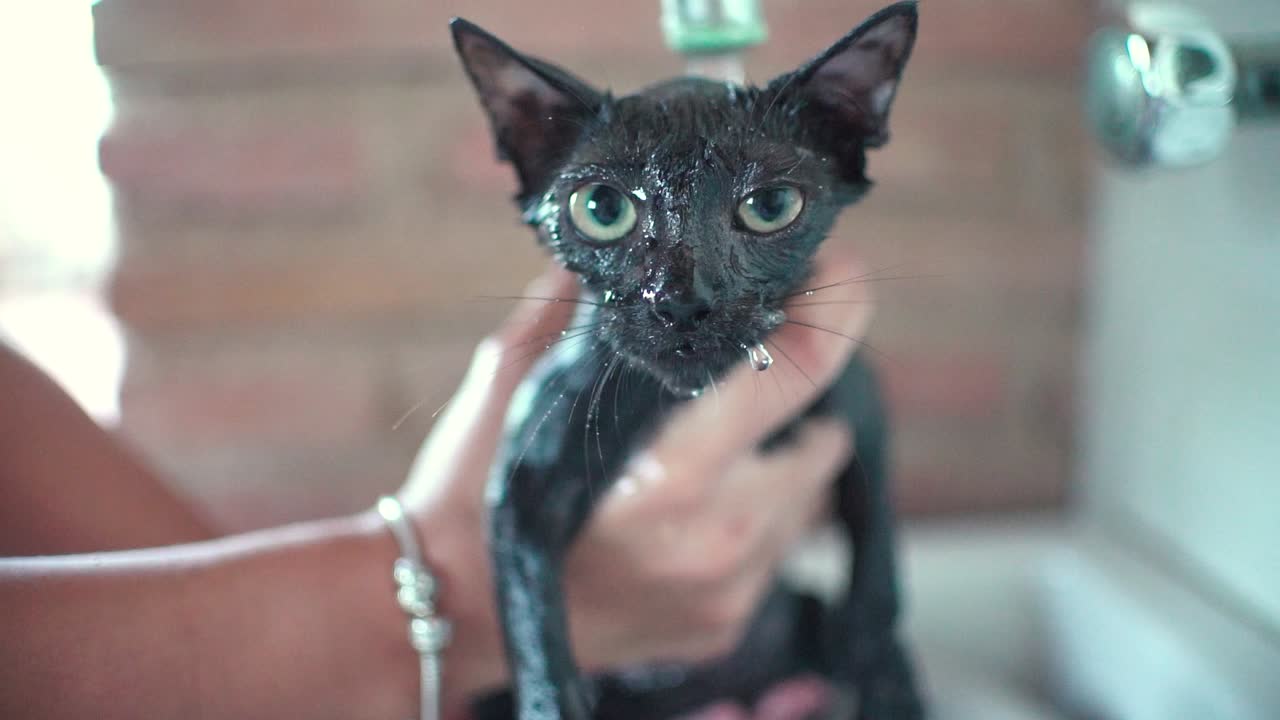 Sad Baby Black Kitten Gets First Bath in Slow Motion by Woman. Portrait looking at camera