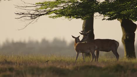 Tender-nature-moment-as-red-deer-hind-and-stag-sniff-each-other,-sunset,-Veluwe