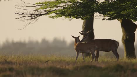 tender nature moment as red deer hind and stag sniff each other, sunset, veluwe