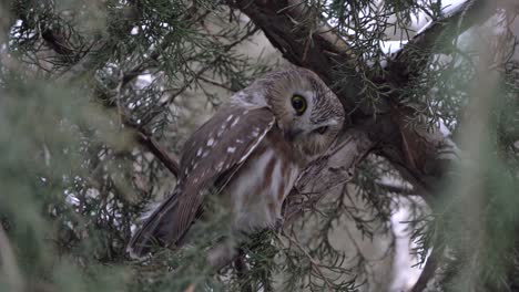 a northern saw whet owl pauses from preening the feathers on its wing to look around