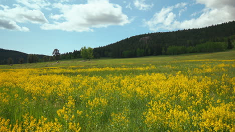 Cinematic-Colorado-nature-open-space-meadow-yellow-purple-wildflowers-Aspen-Trees-Evergreen-Conifer-Boulder-Denver-spring-summer-sunny-lush-tall-green-grass-slider-close-up-backward-movement