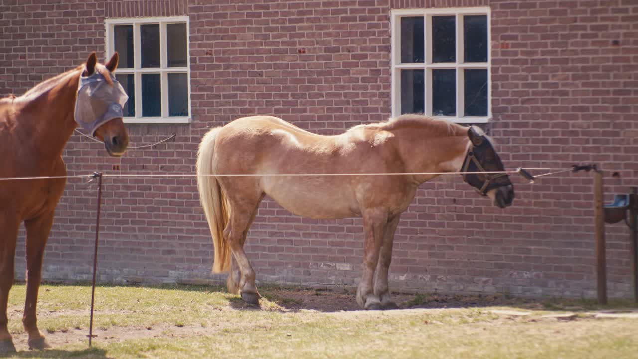 Digital film look portrait of standing horses animal livestock next to the stalls with sunlight on daytime