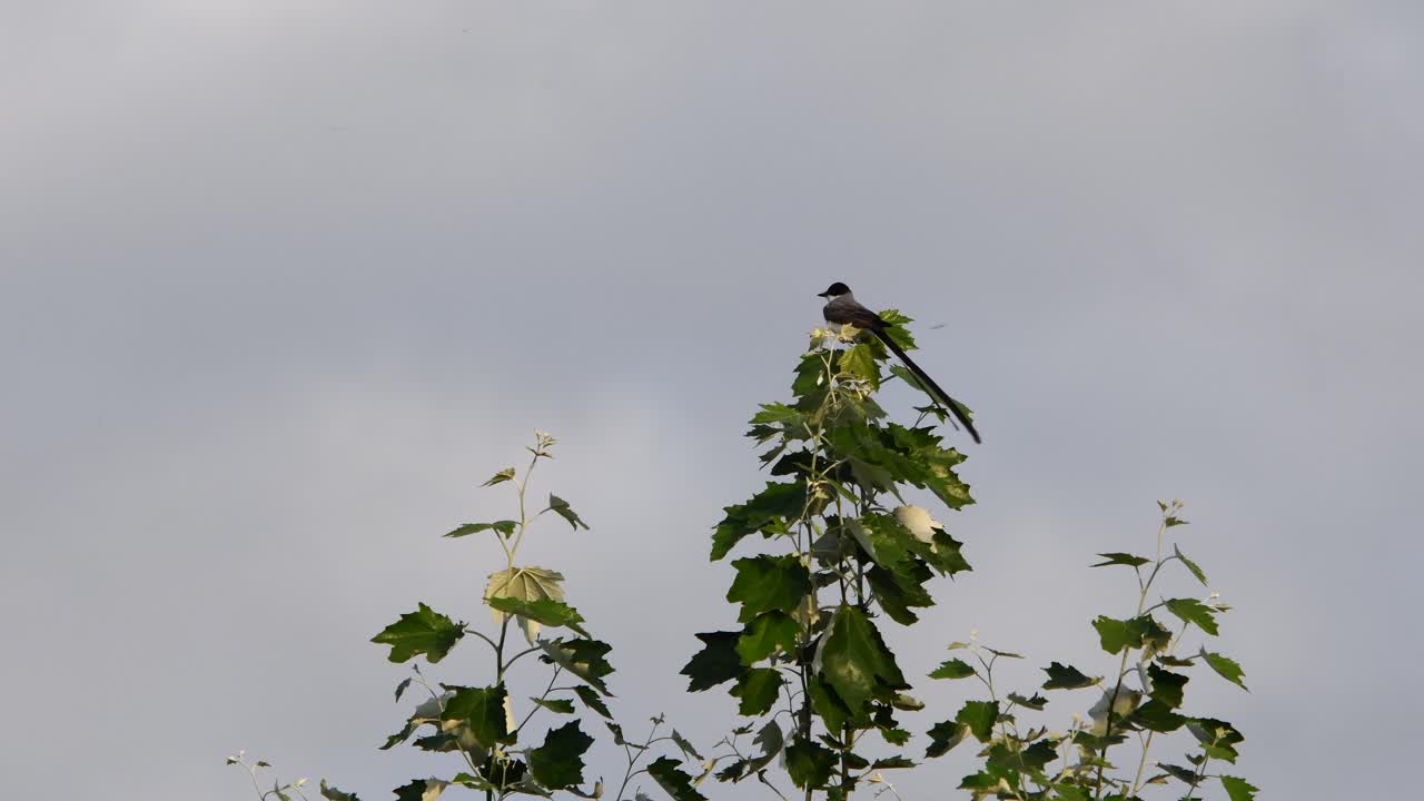 A fork-tailed flycatcher (Tyrannus savana) perched on top of a silver poplar tree.