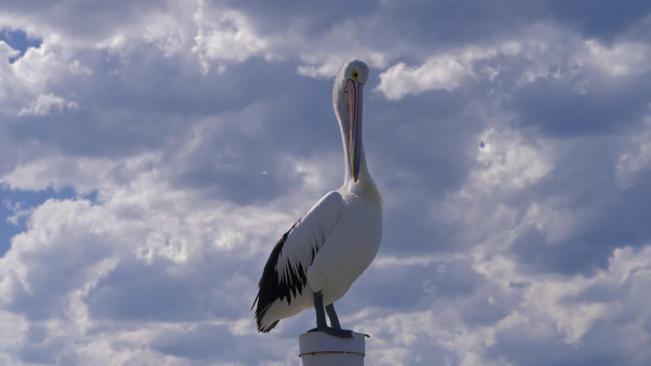 Australian Pelican Preening Against Cloudy Sky On Sunny Day. closeup, low angle shot