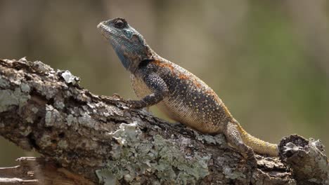 blue headed agama tree lizard full frame on tree branch in sunlight