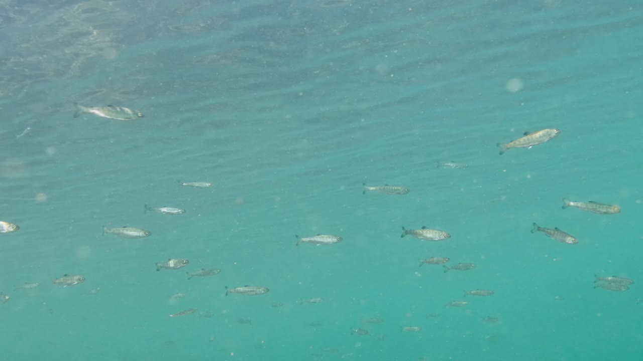 어린 태평양 연어가 열린 바다에서 헤엄치고 있습니다.