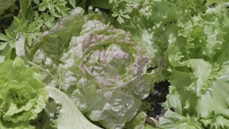 view of a lettuce growing in a house garden