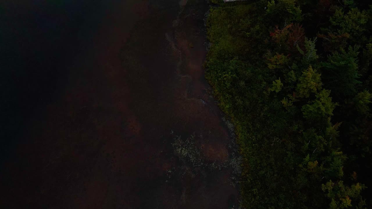 Tilt to Bird's eye over the rough overgrown shoreline of a Lake