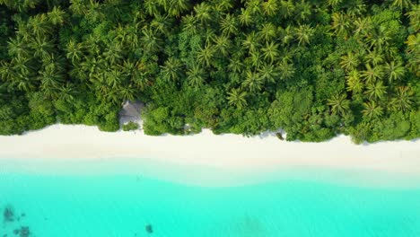 dense tropical forest with palm trees and lush vegetation next to exotic beach with white sand washed by azure lagoon in cook islands