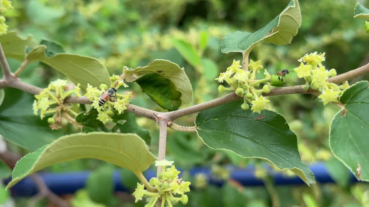An Ant Eating sweet nectar from Flowerof sweet jujube (Ber or berry) fruits on tree