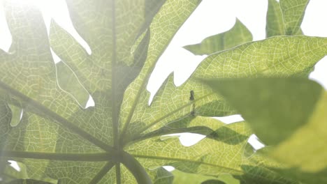 close-up of papaya leaf in sunlight