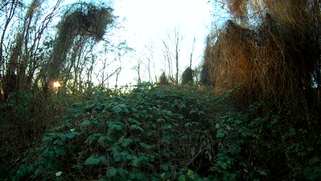 walking along the woods with a nice sunset fisheye