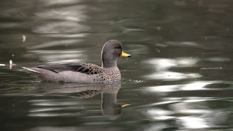 yellow-billed teal swimming on the rippling water in freshwater lake