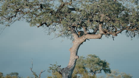 leopard in a tree