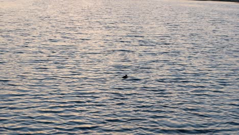 Silhouette-of-a-duck-swimming-in-a-watery-river