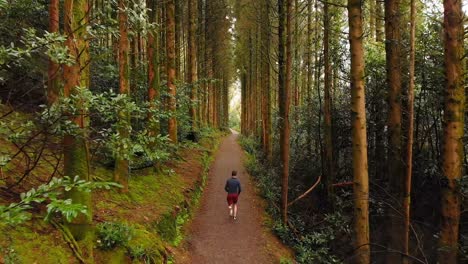 hombre corriendo por un sendero en el bosque 4k