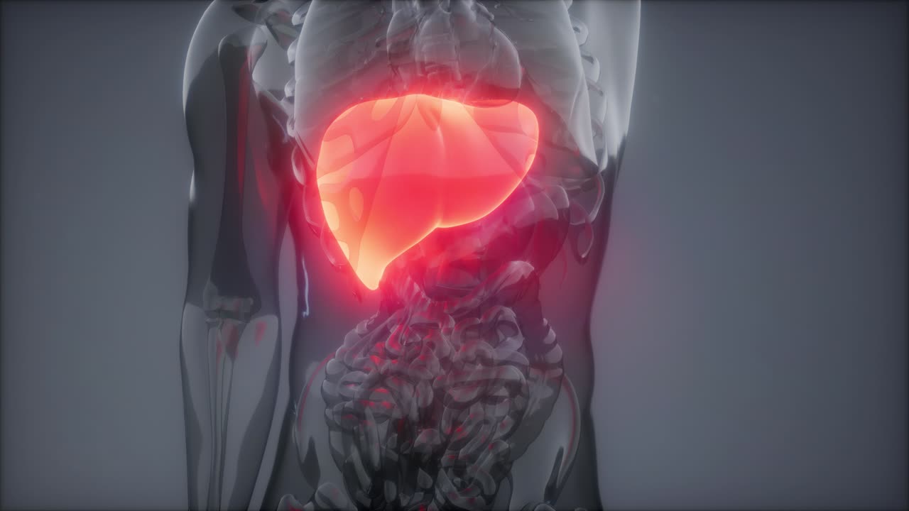Esame radiologico del fegato umano