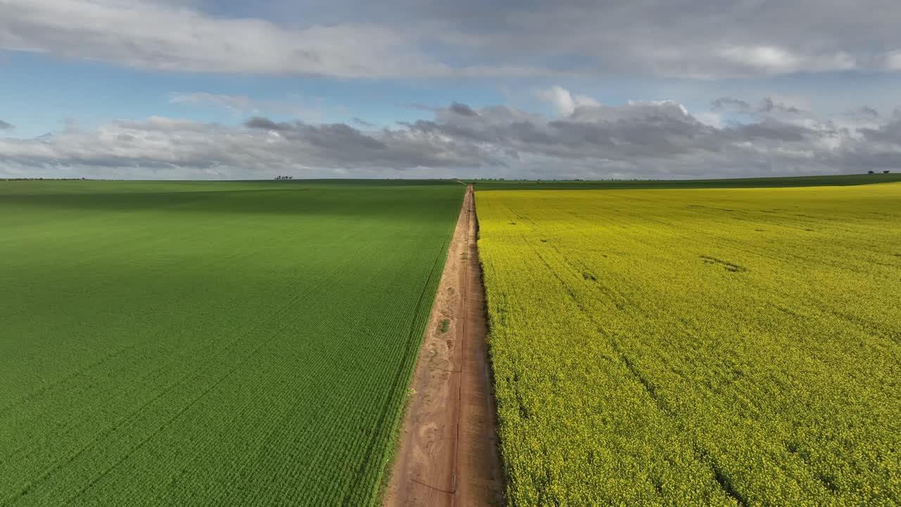 Epic Canola shot with drone travelling down the crop line in Australia